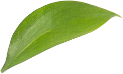 leaf
